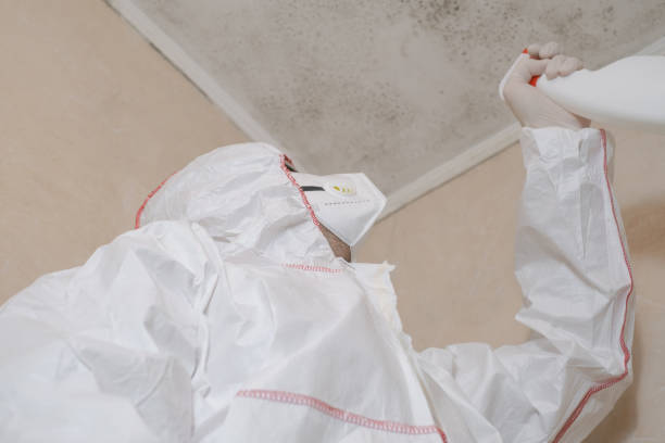 Best Black Mold Removal  in Yorklyn, PA