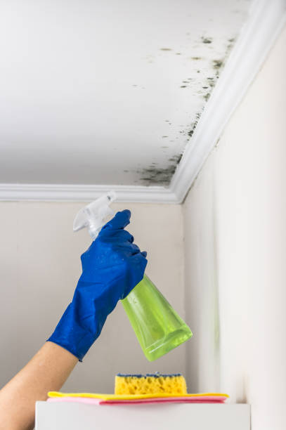 Best Certified Mold Removal  in Yorklyn, PA